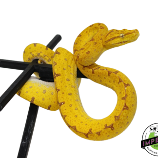 Jayapura Green Tree Python (#33024-04)