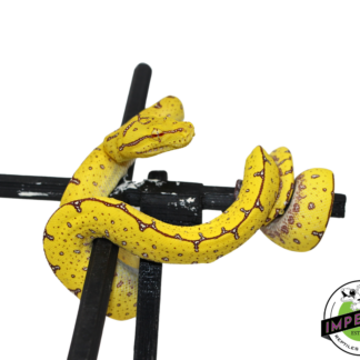 Manokwari Green Tree Python #33024-01