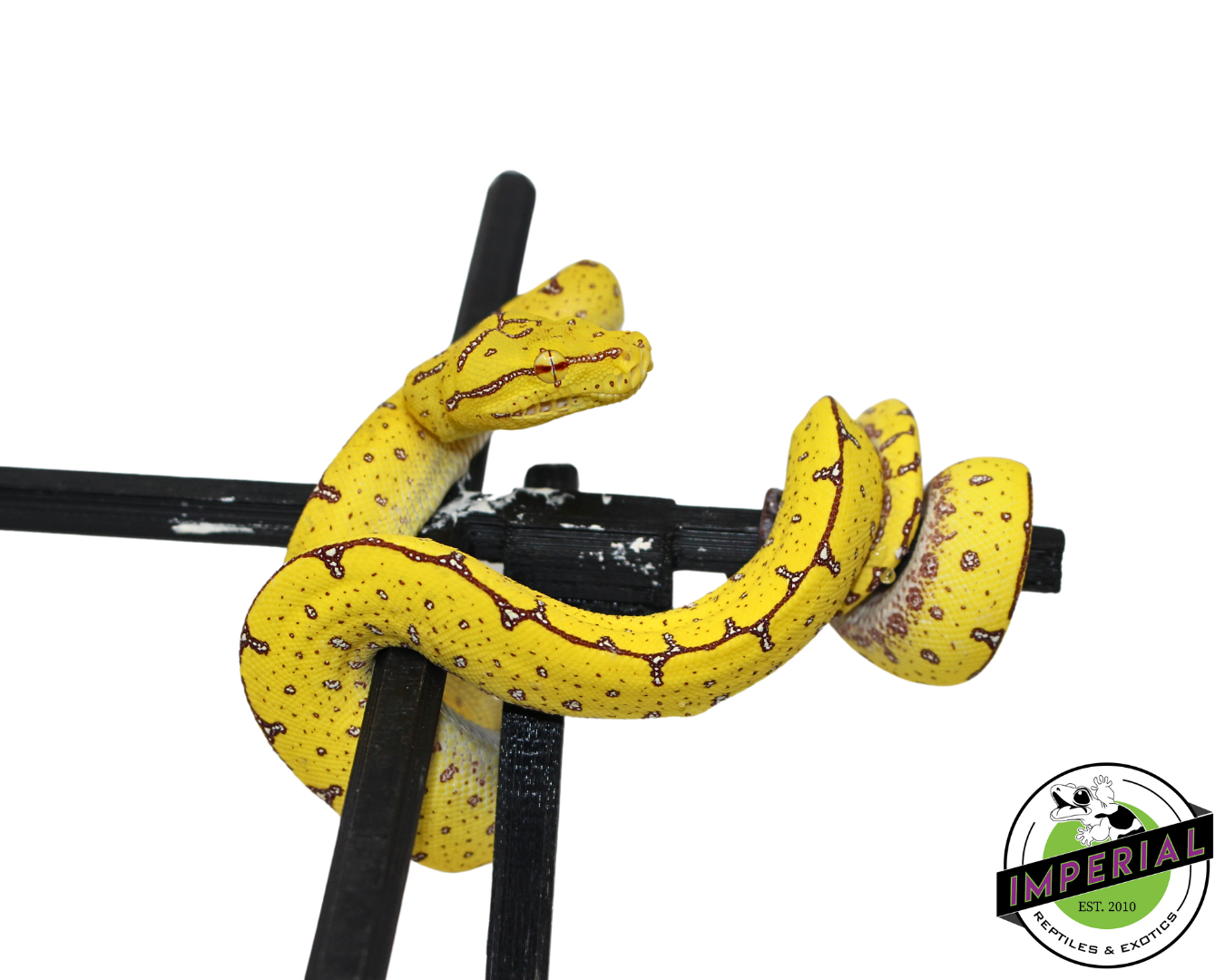 Manokwari Green Tree Python #33024-01