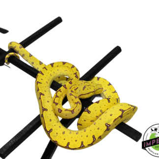 Manokwari Green Tree Python #33024-02