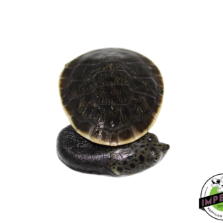 Parker's Snake Neck Turtle Baby