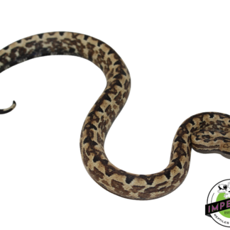 San Isabel Island Ground Boa Baby