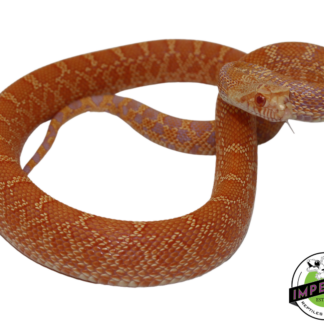 Albino Bullsnake Baby