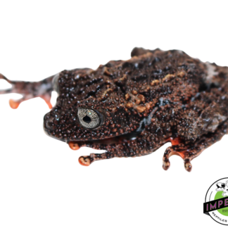 Malaya Bug Eyed Frog