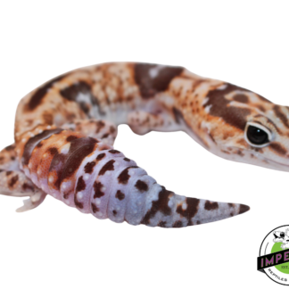 Aberrant Whiteout (Whitesock) African Fat Tail Gecko Adult Female (#121124-07)
