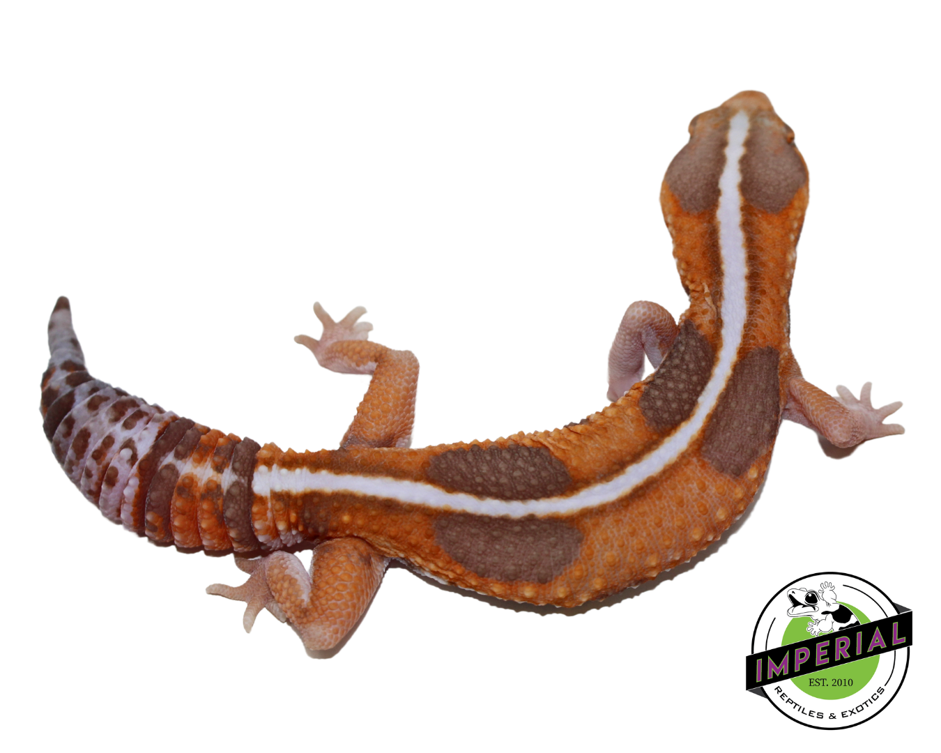 Striped Whiteout Amel African Fat Tail Gecko Adult - Image 2