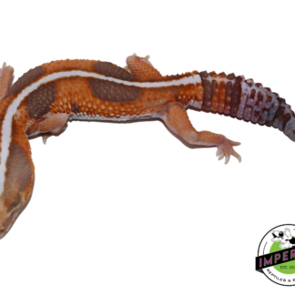Striped Whiteout Amel African Fat Tail Gecko Adult