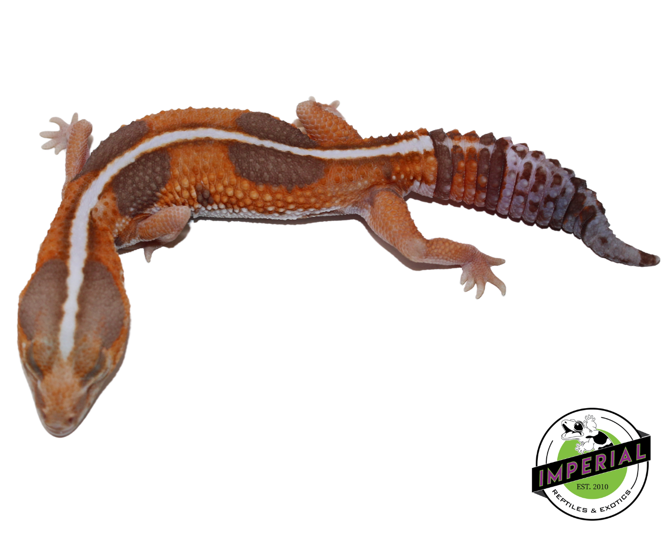 Striped Whiteout Amel African Fat Tail Gecko Adult