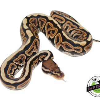 Black Pastel Spotnose Ball Python Baby