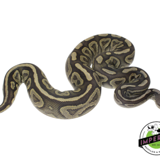 Cinnamon Ghost Ball Python Adult Female (#123124-06)