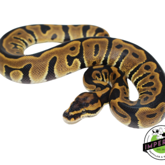 Leopard Yellowbelly Ball Python Baby