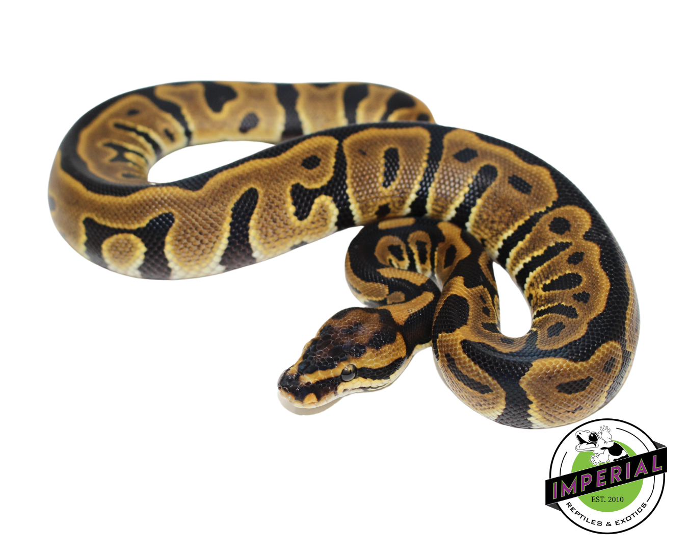 Leopard Yellowbelly Ball Python Baby