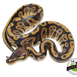Mahogany Ball Python Baby