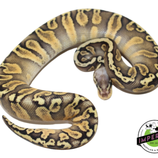 Super Pastel GHI Chocolate Ball Python Baby