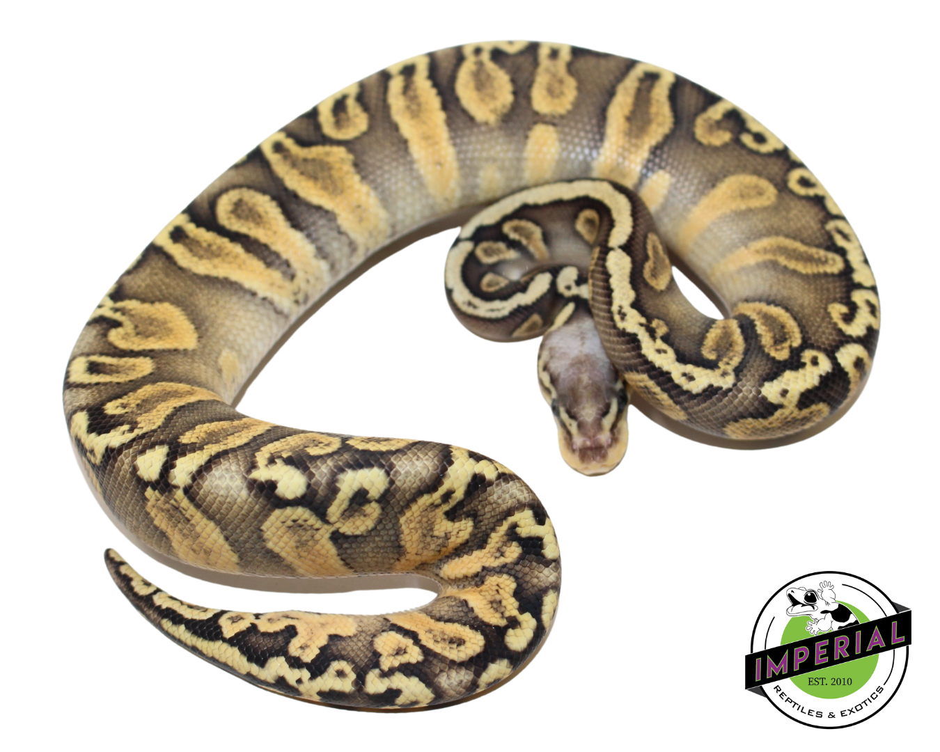 Super Pastel GHI Chocolate Ball Python Baby