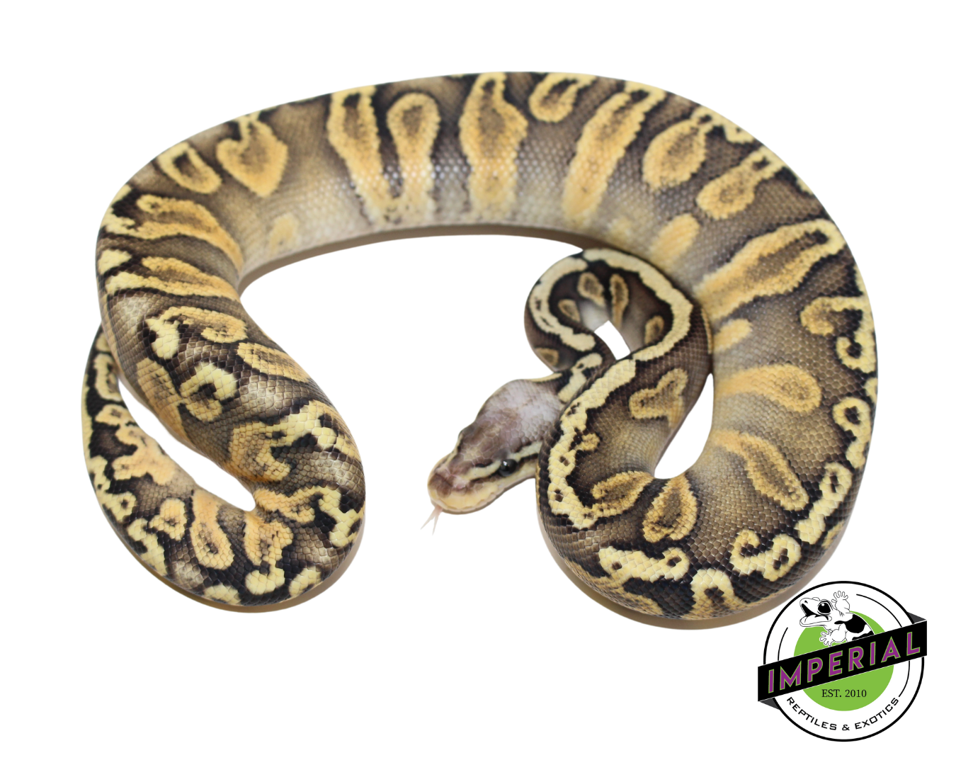 Super Pastel GHI Chocolate Ball Python Baby - Image 2