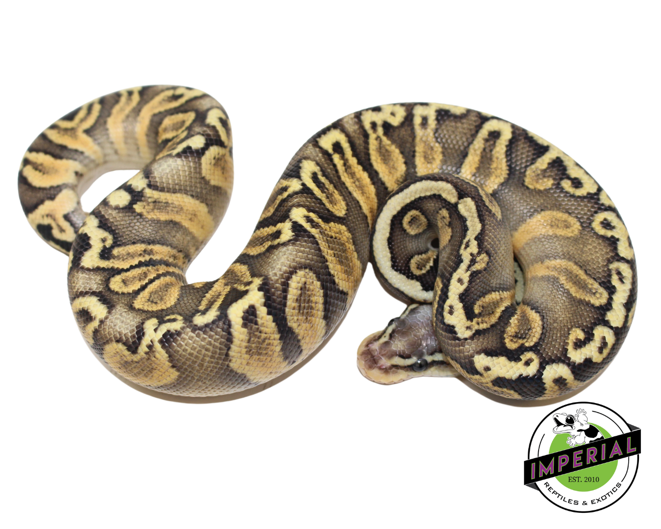 Super Pastel GHI Chocolate Ball Python Baby - Image 3
