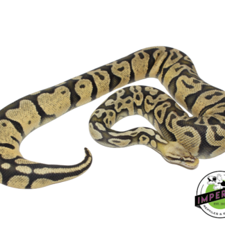 Super Pastel Ghost Adult Female (#123124-02)