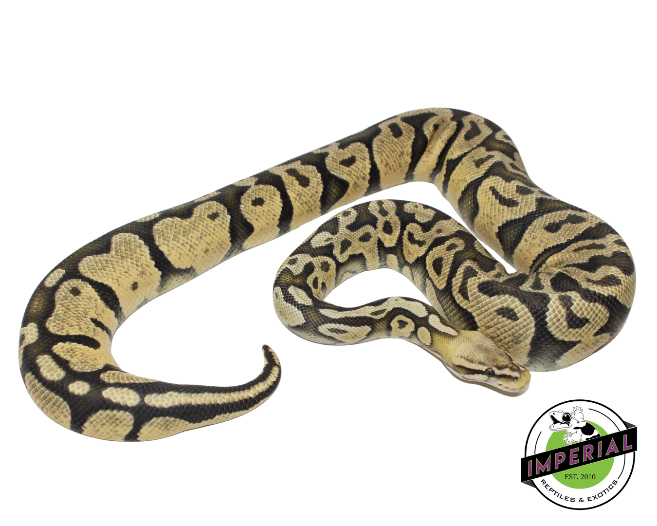 Super Pastel Ghost Adult Female (#123124-02)