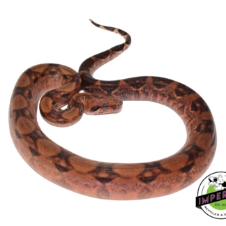 Blood Hypo Colombian Boa Male (#21525-01)