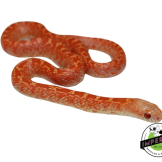 Albino Hypo Brooks Kingsnake Baby