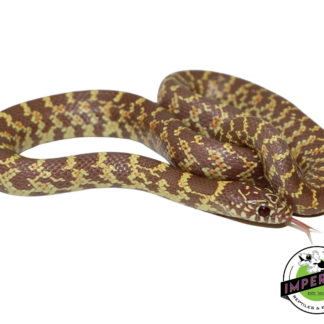 Lavender Florida Kingsnake Baby