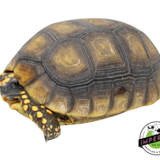 Yellow Foot Tortoise