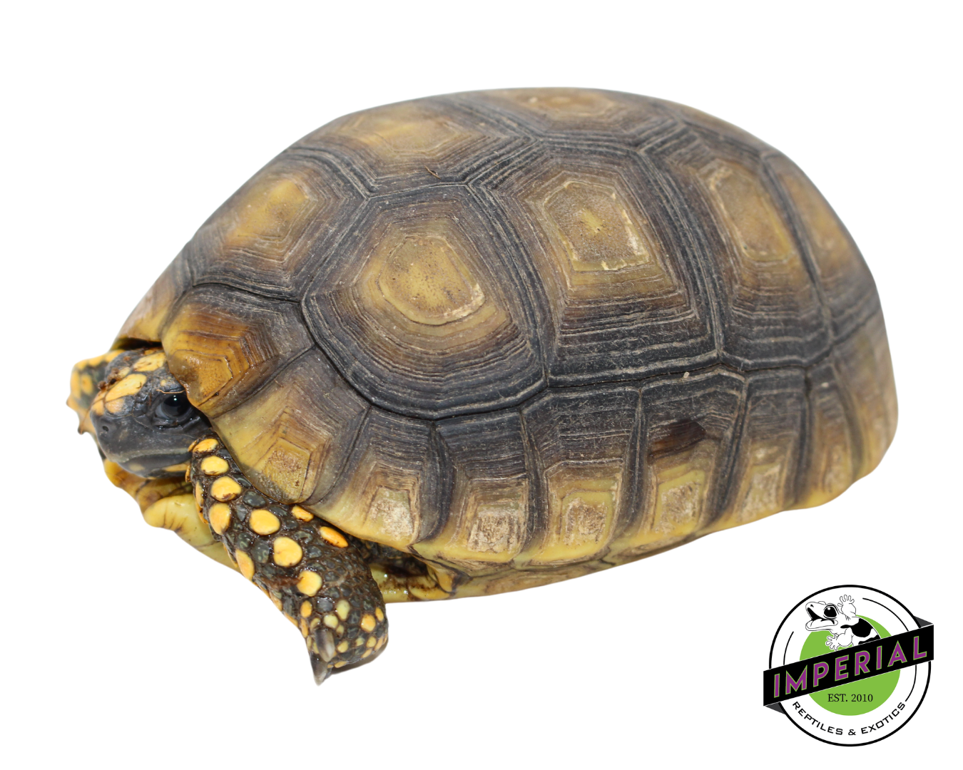 Yellow Foot Tortoise