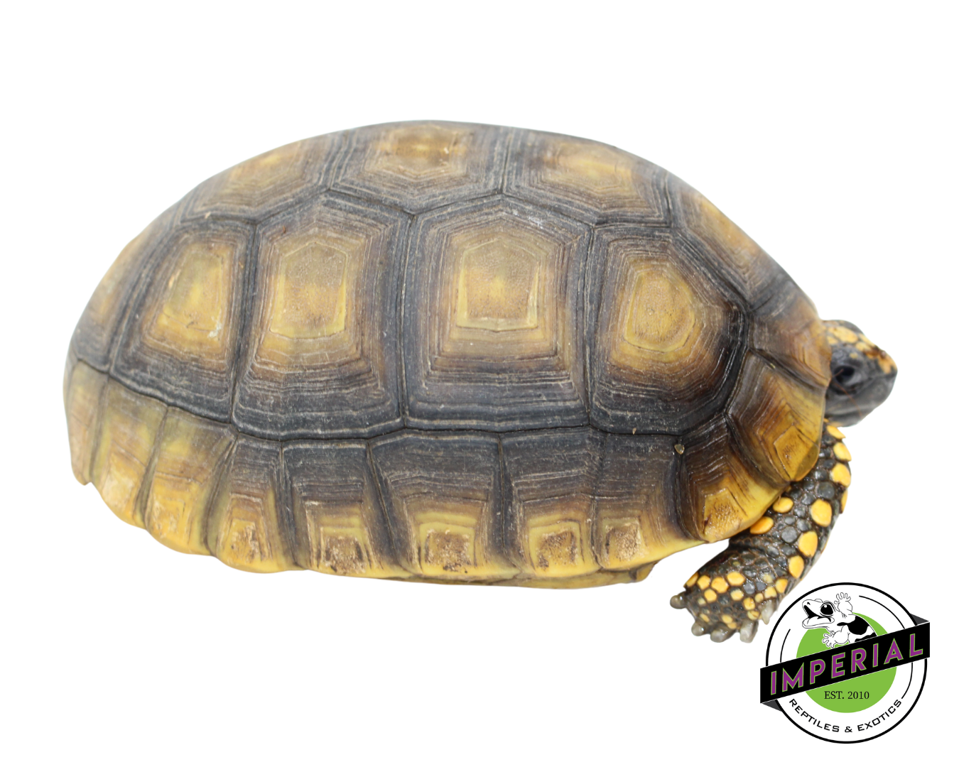 Yellow Foot Tortoise - Image 2