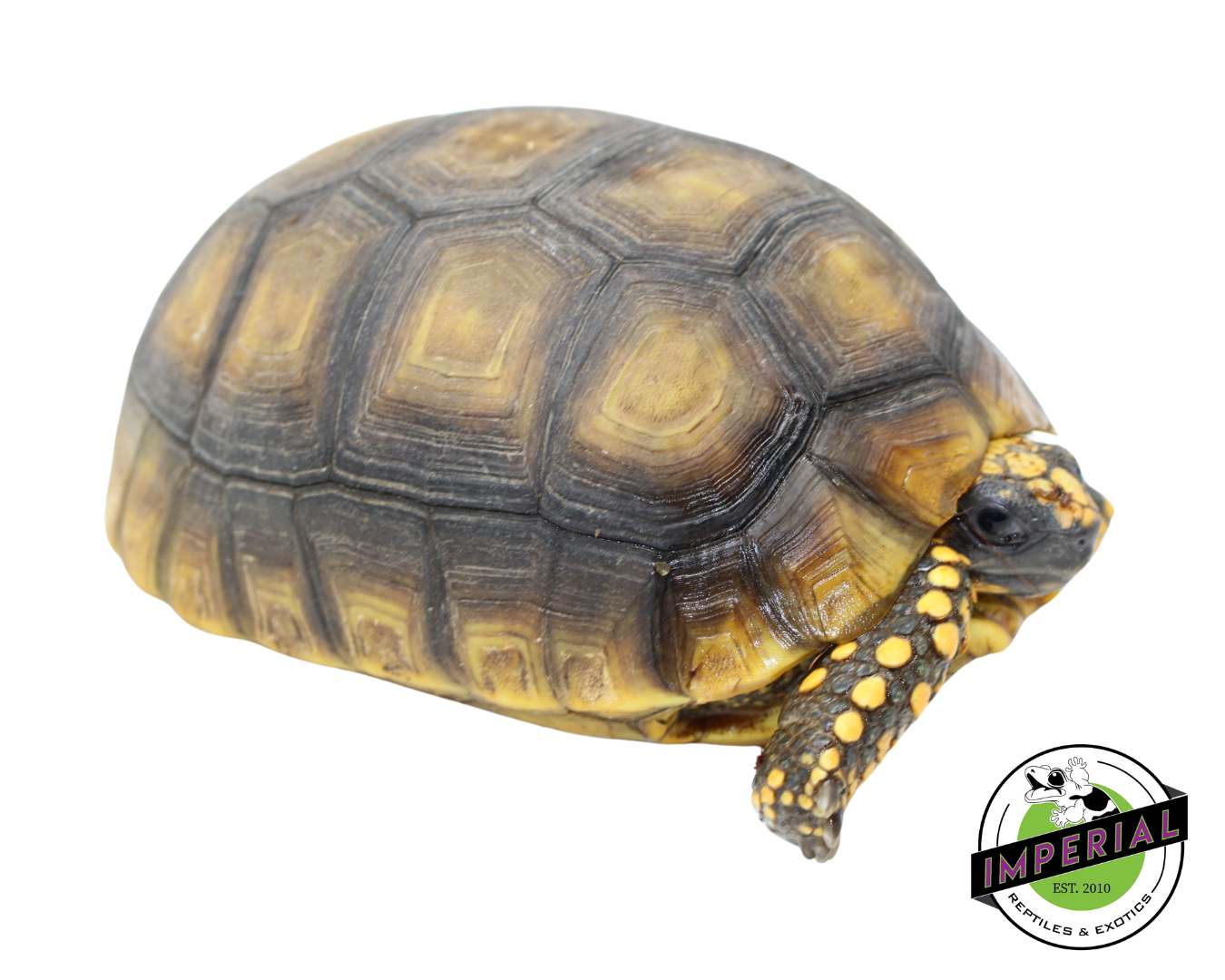 Yellow Foot Tortoise - Image 3