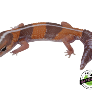 Striped Caramel African Fat Tail Gecko Female (#121124-14)