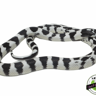 50/50 Banded California Kingsnake