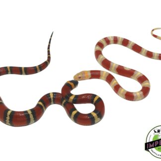 PAIR Albino and Het. Albino Mexican Milksnake