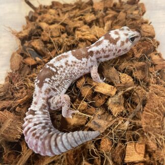 Oreo Zulu African Fat Tail Gecko Adult