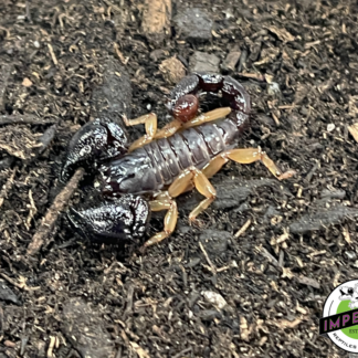 Guyana Black Scorpion (Tityus spp.)