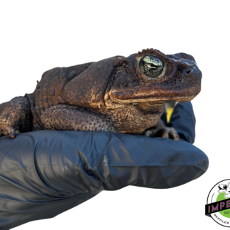 Giant Guyana Marine Toad