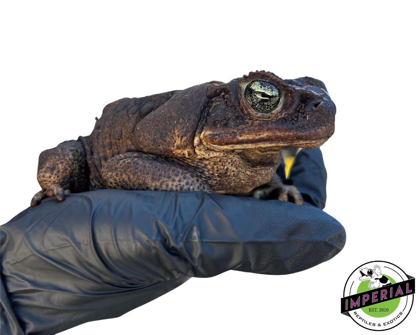 Giant Guyana Marine Toad