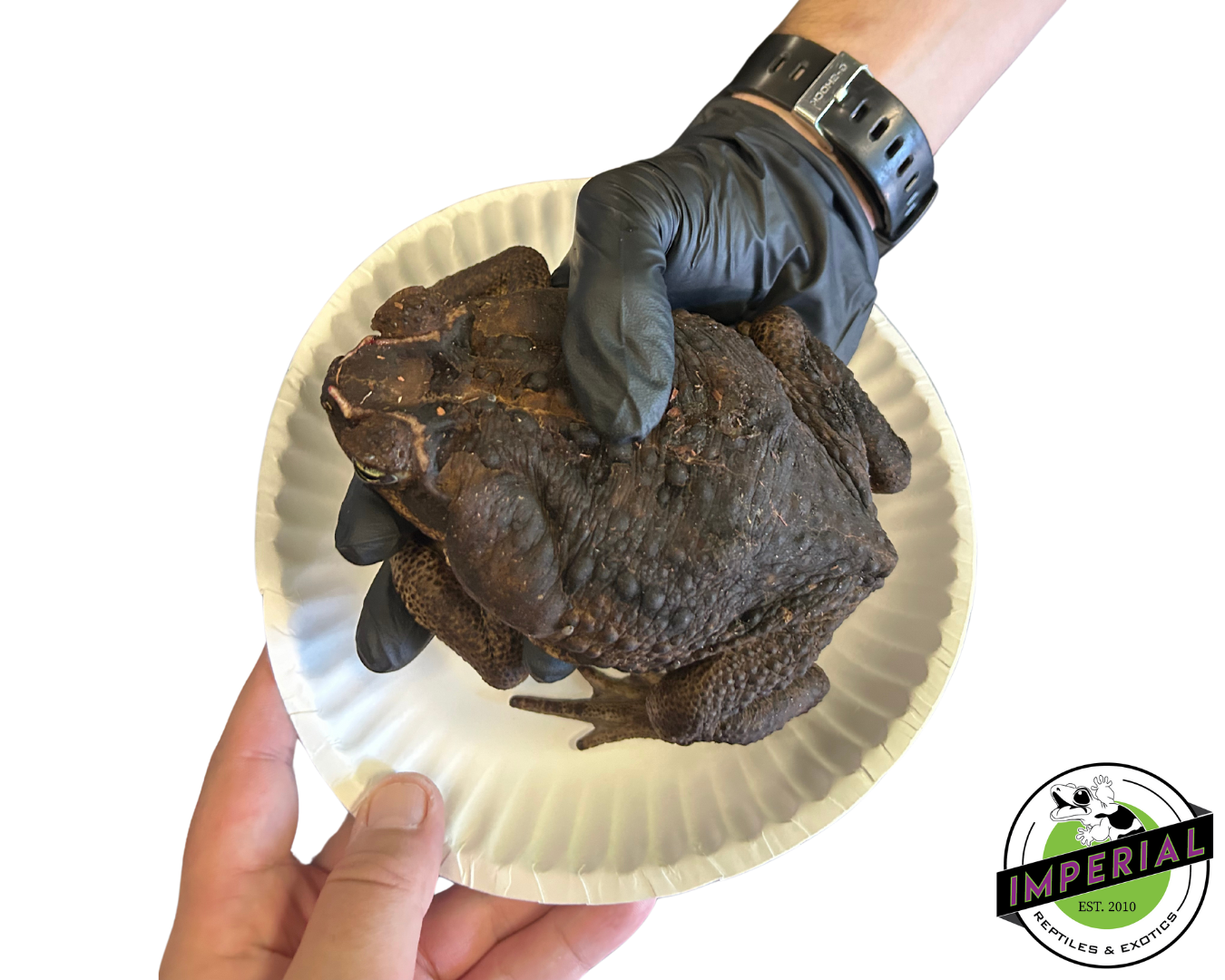 Giant Guyana Marine Toad - Image 2