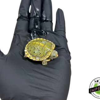 Clown Red Ear Slider Turtle Baby