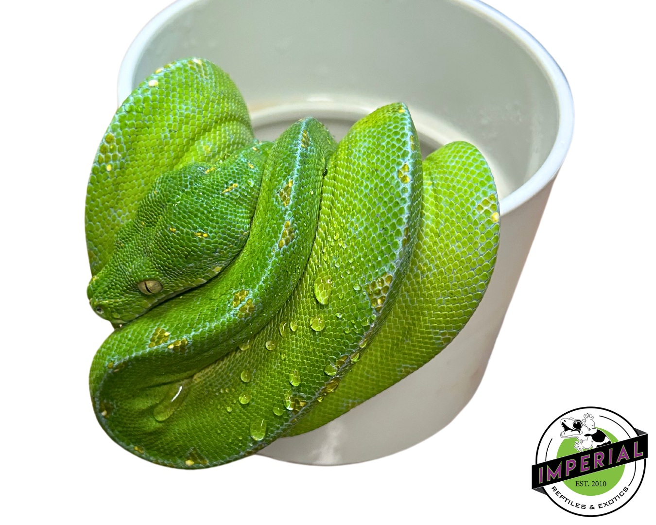 Jayapura Green Tree Python Adult Female (#33024-03) - Image 2