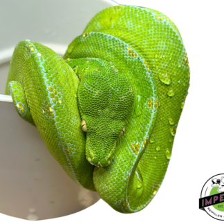 Jayapura Green Tree Python Adult Female (#33024-03)