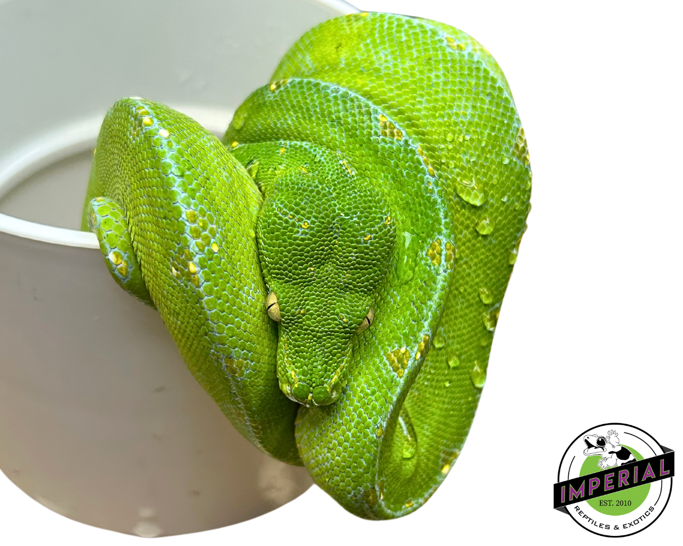 Jayapura Green Tree Python Adult Female (#33024-03)