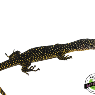 Indonesian Mangrove Monitor Baby (Meruake)