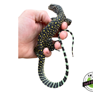 Pastel Blue Tail Monitor Baby (Jayapura)