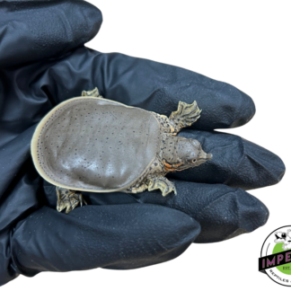 Spiny Softshell Turtle Baby