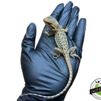 Hypo Translucent Honeycomb Leatherback Bearded Dragon Baby