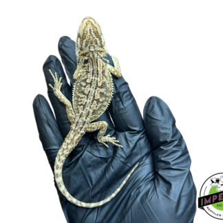 Honeycomb Bearded Dragon Baby