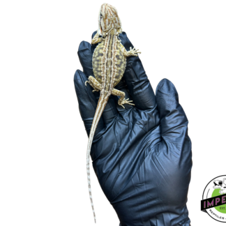 Honeycomb Leatherback Bearded Dragon Baby