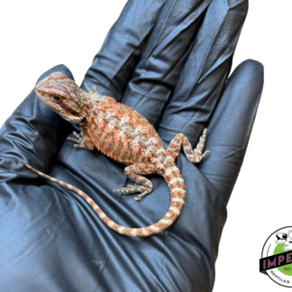 "Red Tiger"  Super Red Bearded Dragon Baby (#7824-03)
