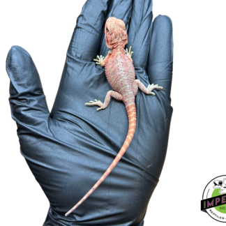 "Sukuna Fuma" Divine Flame Red Hypo Translucent Bearded Dragon Baby (#7824-01)